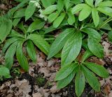 Helleborus dumetorum. Листья. Германия, г. Дюссельдорф, Ботанический сад университета. 04.05.2014.