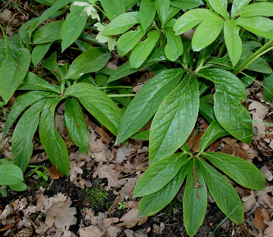 Изображение особи Helleborus dumetorum.