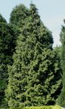 Thuja occidentalis. Взрослое дерево. Германия, г. Дюссельдорф, Ботанический сад университета. 04.05.2014.