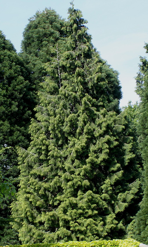 Изображение особи Thuja occidentalis.