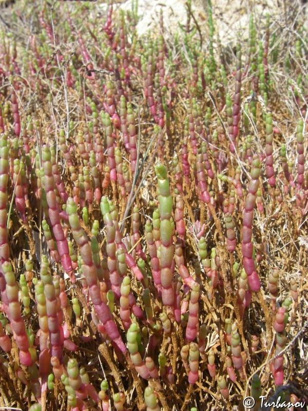 Image of Salicornia perennans specimen.