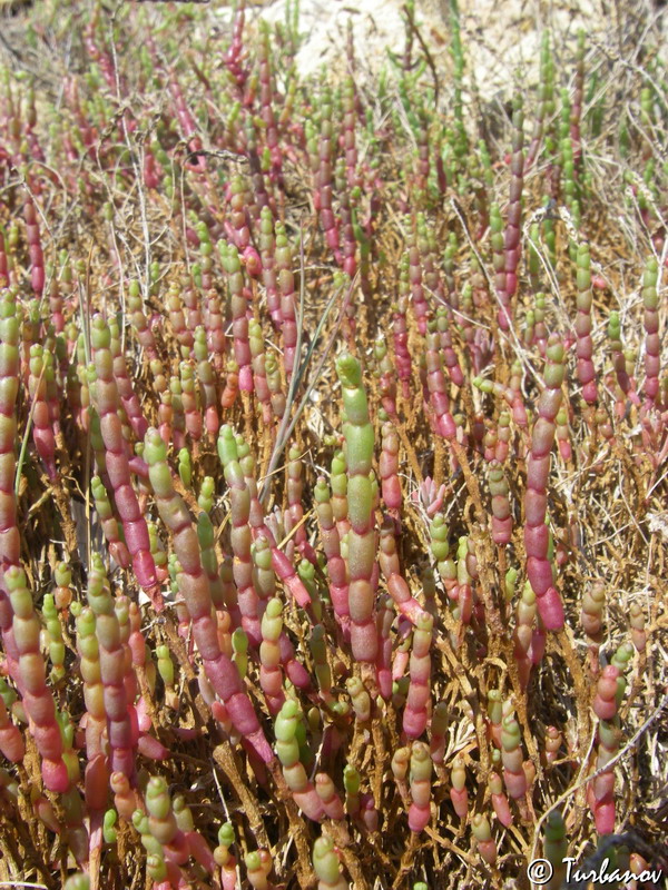 Изображение особи Salicornia perennans.