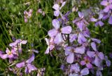 Hesperis matronalis