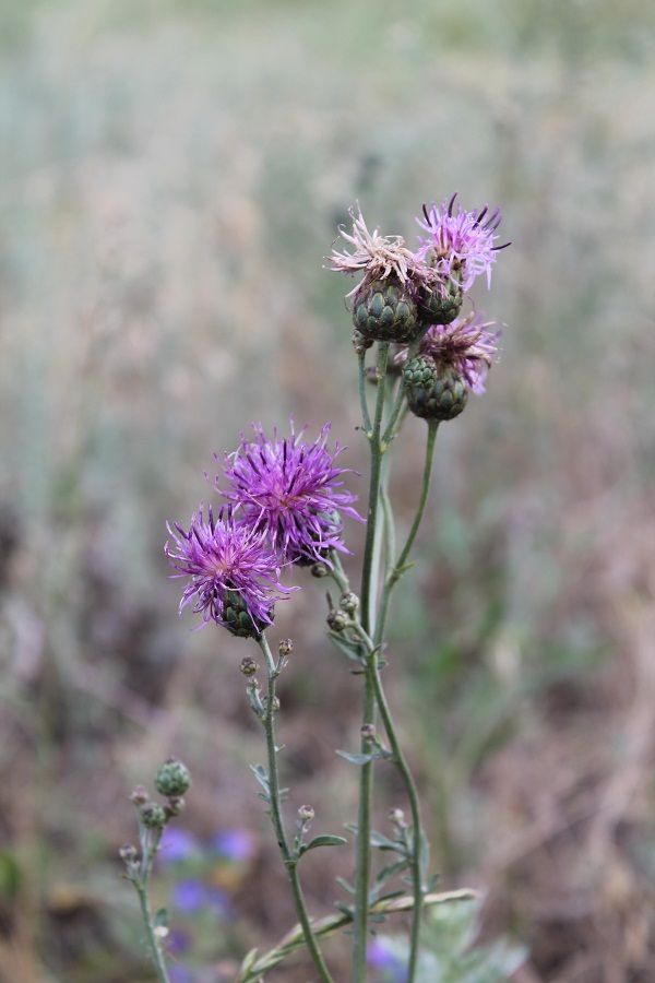 Image of Centaurea apiculata specimen.