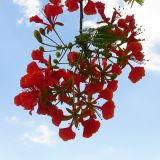 Delonix regia. Верхушка побега с соцветиями. Израиль, впадина Мёртвого моря, пос. Эйн Бокек, в культуре. 12.05.2014.