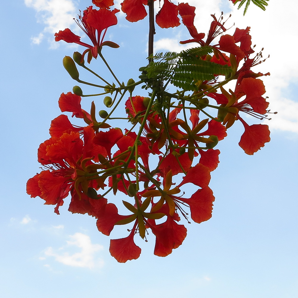 Изображение особи Delonix regia.