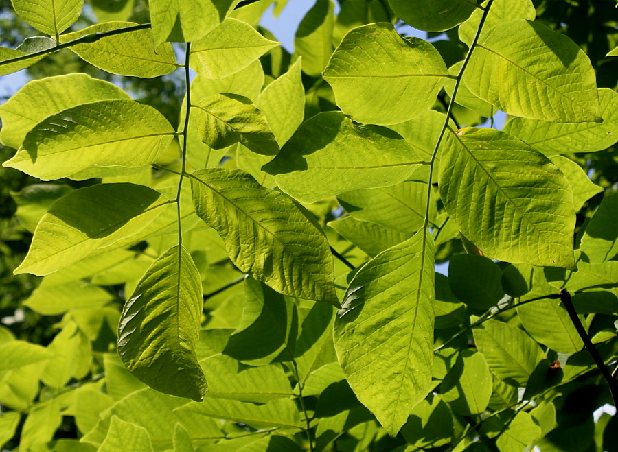 Изображение особи Cladrastis kentukea.