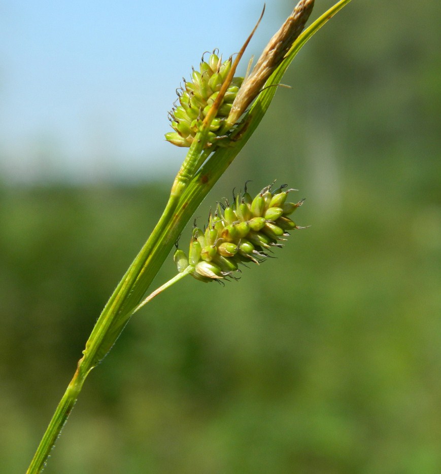 Изображение особи Carex pallescens.