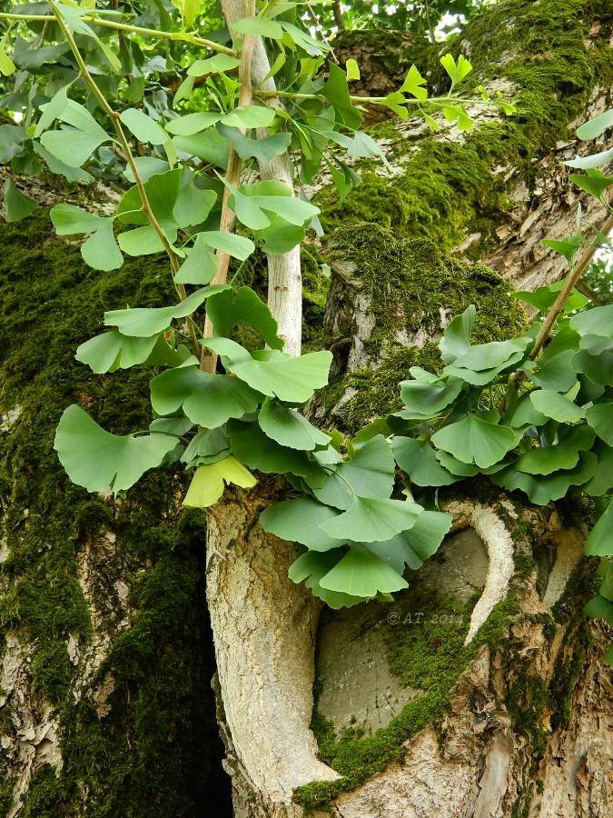 Image of Ginkgo biloba specimen.