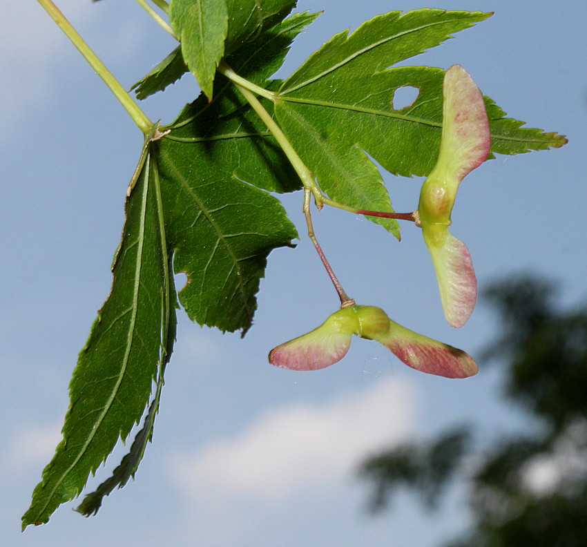 Image of Acer palmatum specimen.