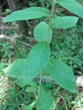 Inula conyza