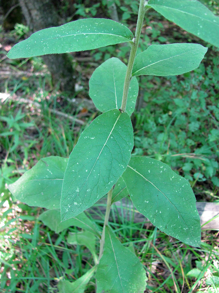 Изображение особи Inula conyza.