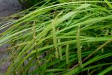 Carex crinita. Соцветия и листья. Германия, г. Дюссельдорф, Ботанический сад университета. 03.06.2014.