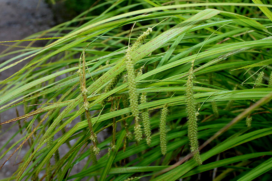 Image of Carex crinita specimen.