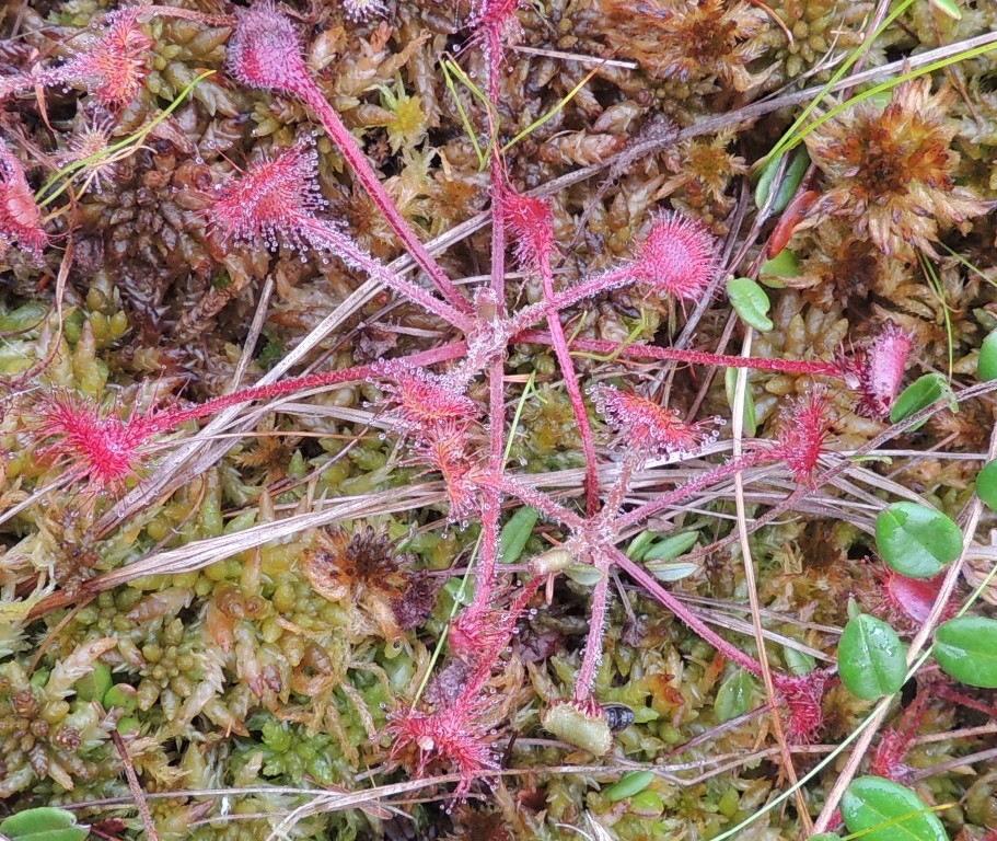 Изображение особи Drosera rotundifolia.