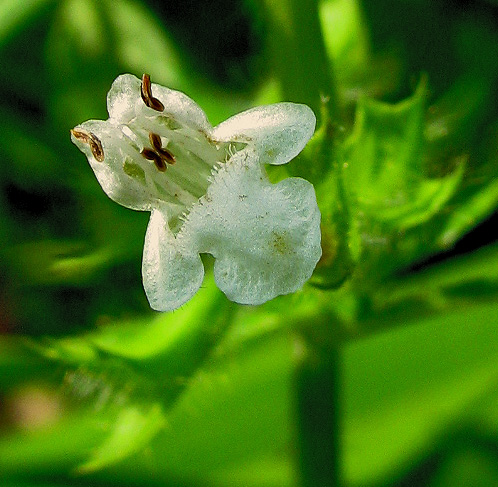 Изображение особи Melissa officinalis.