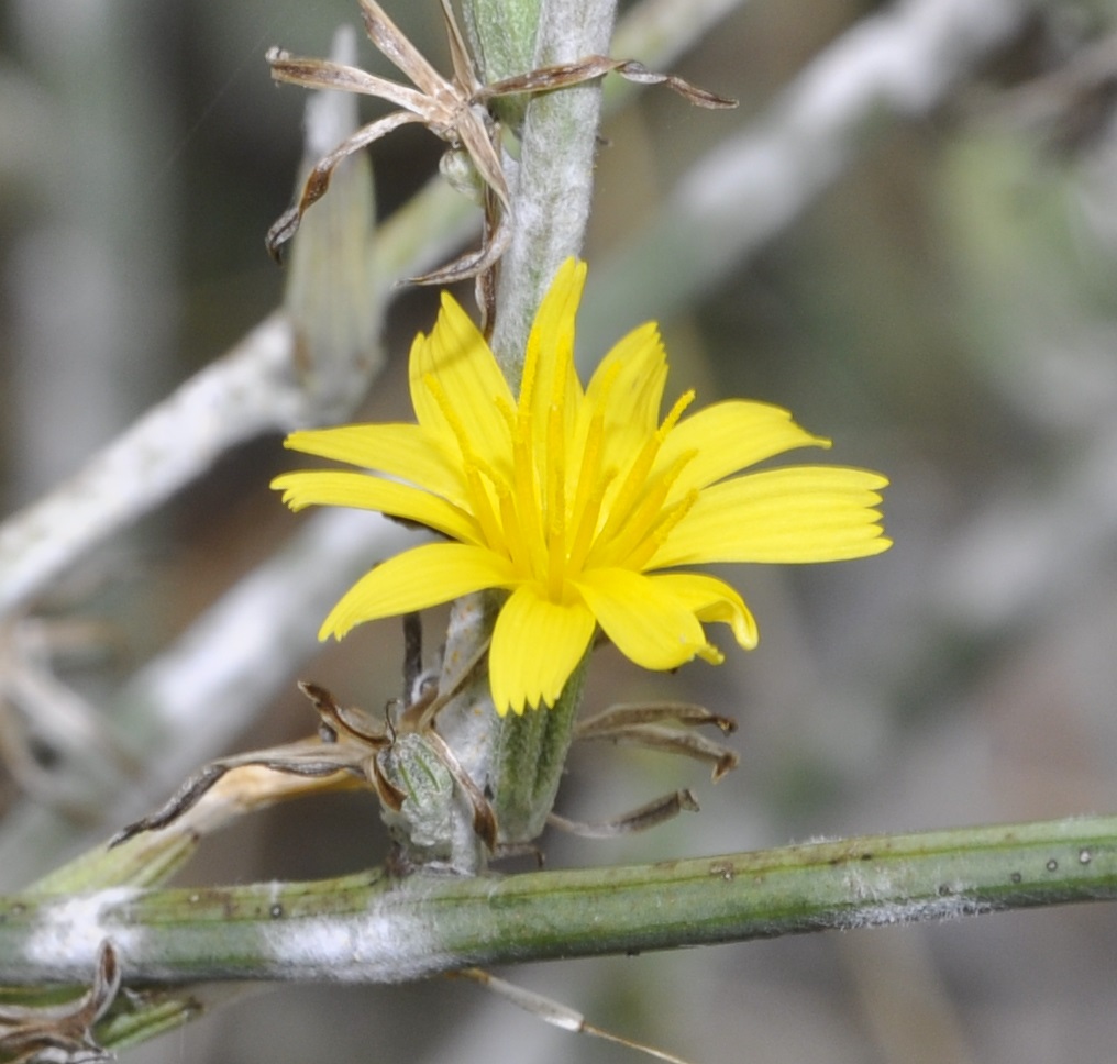 Image of genus Chondrilla specimen.