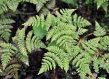 Gymnocarpium dryopteris