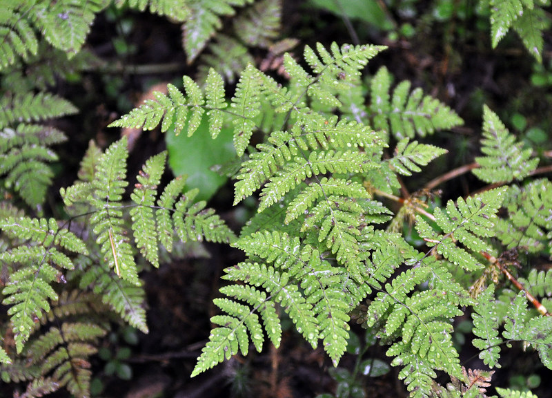 Изображение особи Gymnocarpium dryopteris.