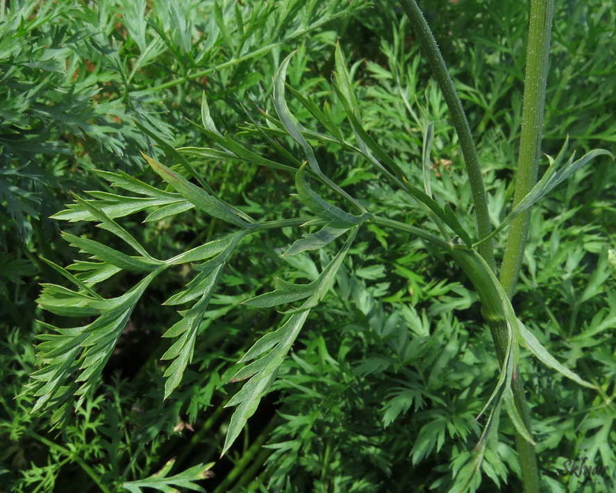 Изображение особи Daucus sativus.