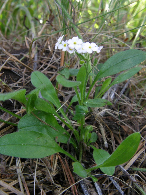 Image of Myosotis lithospermifolia specimen.