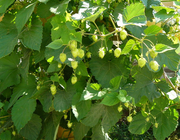 Изображение особи Humulus lupulus.