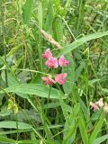 Lathyrus sylvestris