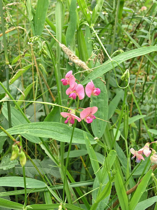 Изображение особи Lathyrus sylvestris.