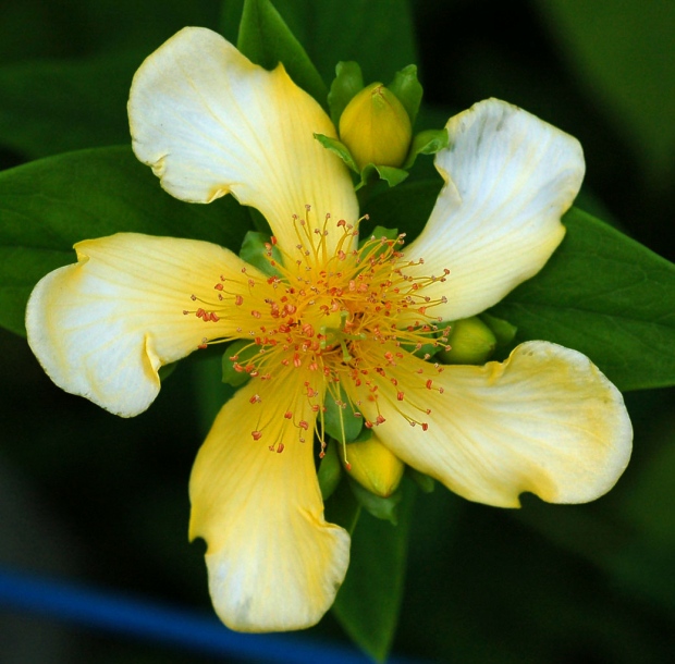 Зверобой большой. Hypericum ascyron. Зверобой большой - Hypericum ascyron. Зверобой Альбифлорус. Hypericum gebleri.