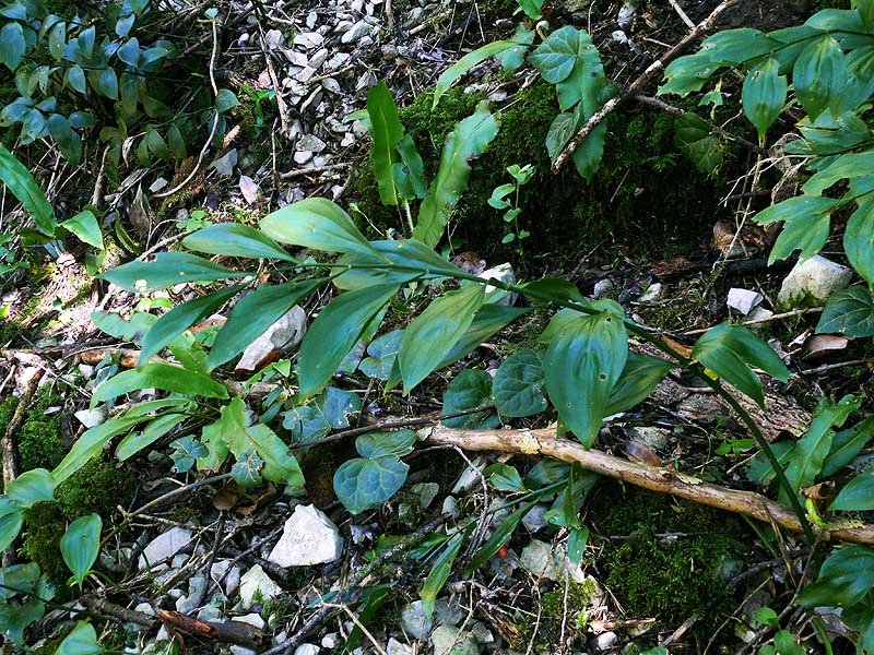 Image of Ruscus colchicus specimen.