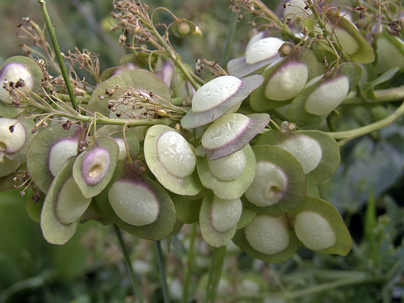 Изображение особи Megacarpaea orbiculata.