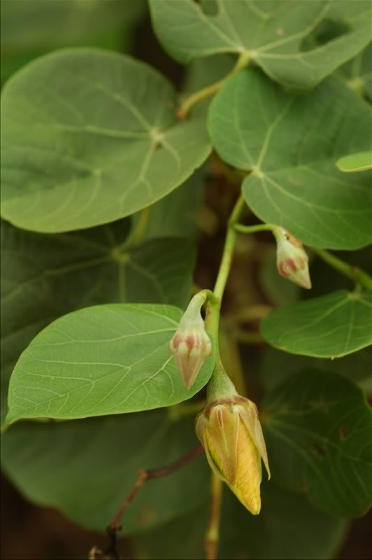 Image of Hibiscus tiliaceus specimen.