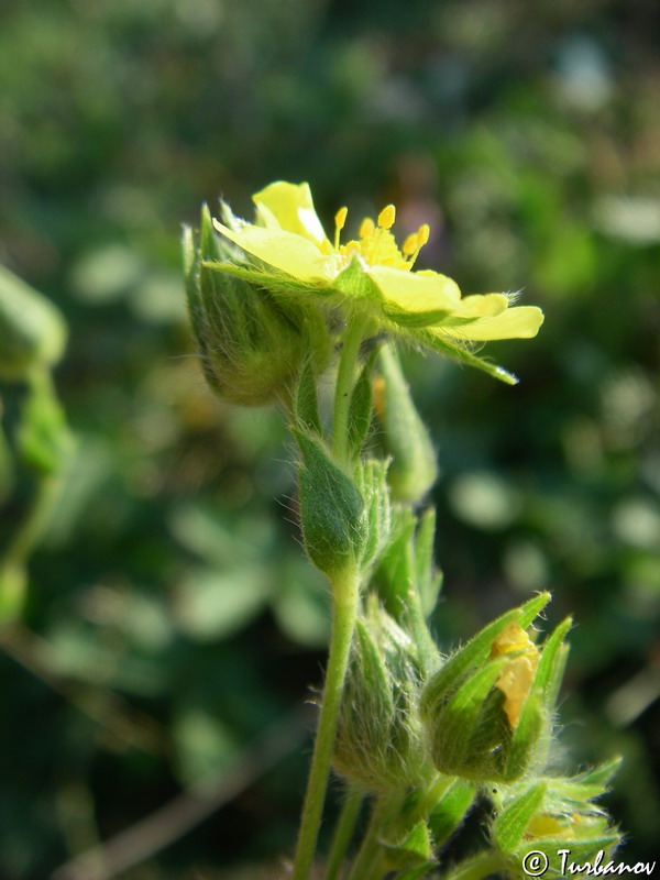 Image of Potentilla callieri specimen.