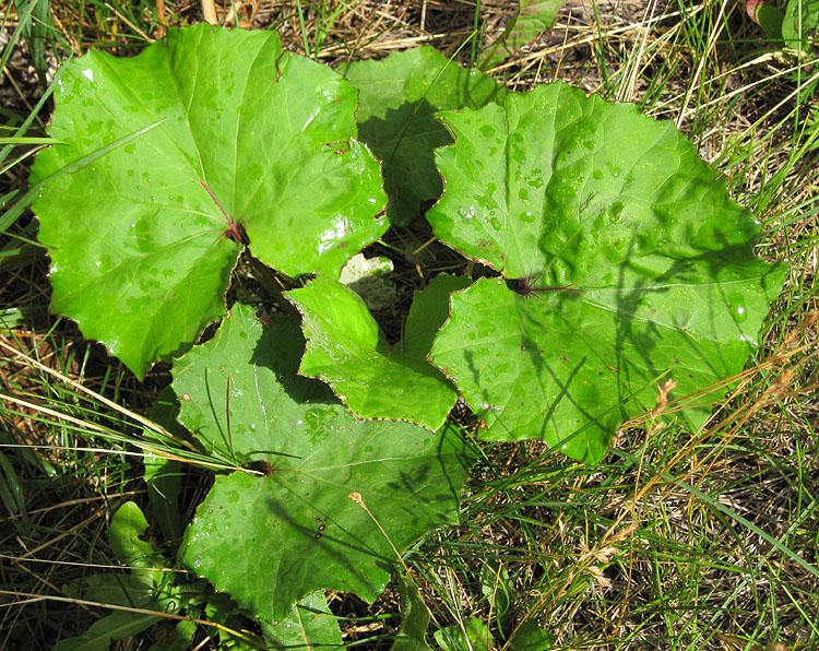 Image of Tussilago farfara specimen.