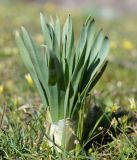 Eremurus cristatus