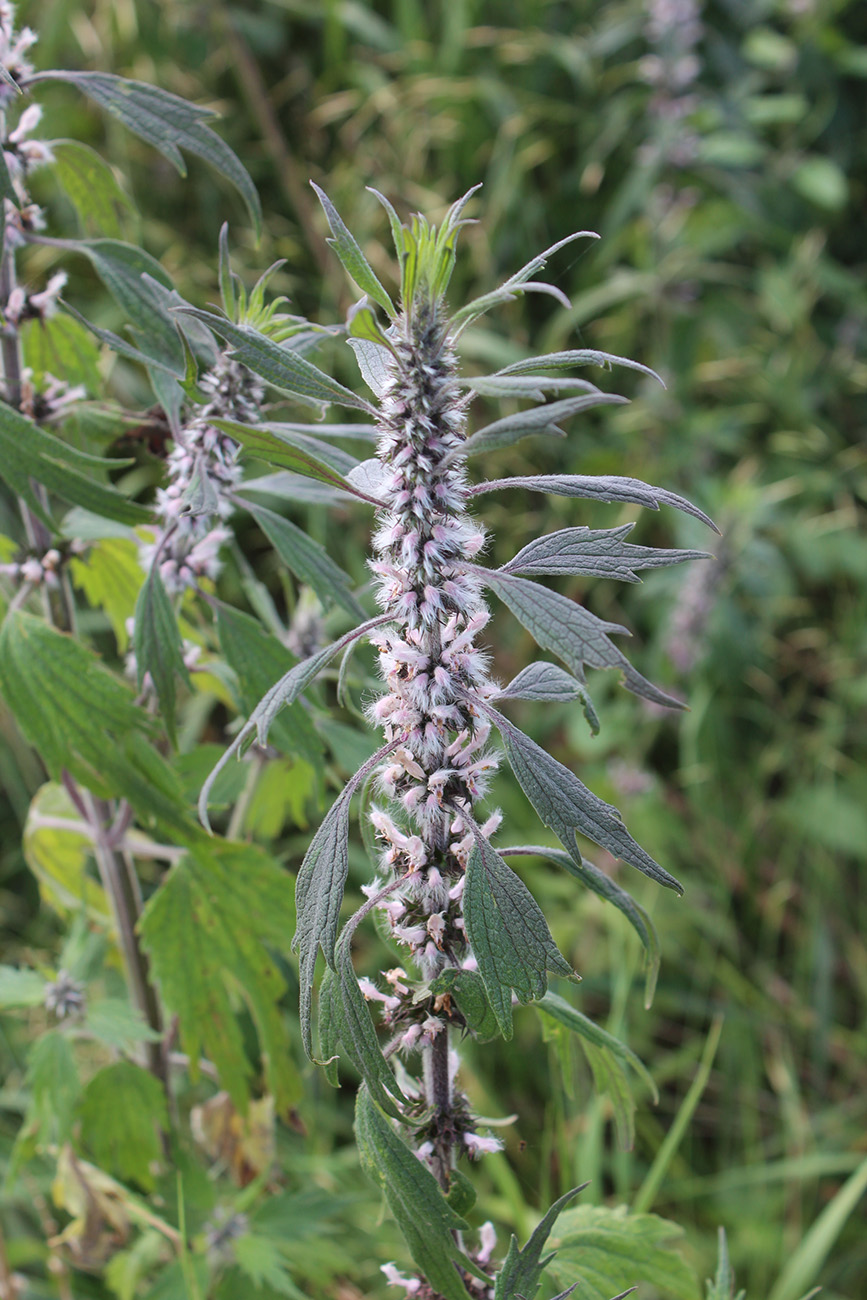 Image of Leonurus quinquelobatus specimen.