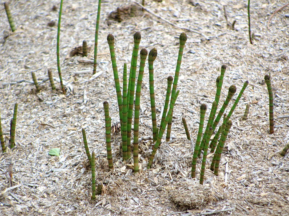 Image of Equisetum fluviatile specimen.