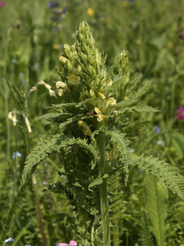 Изображение особи Pedicularis kaufmannii.