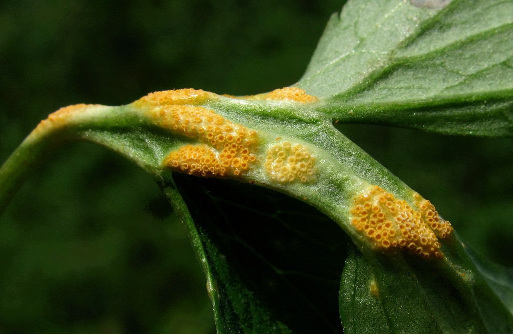Image of Ranunculus acris specimen.