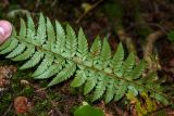 Polystichum aculeatum. Часть вайи (вид на нижнюю поверхность). Черногория, нац. парк Дурмитор, западная часть тропы вокруг Чёрного озера, буково-темнохвойный лес. 15.10.2014.