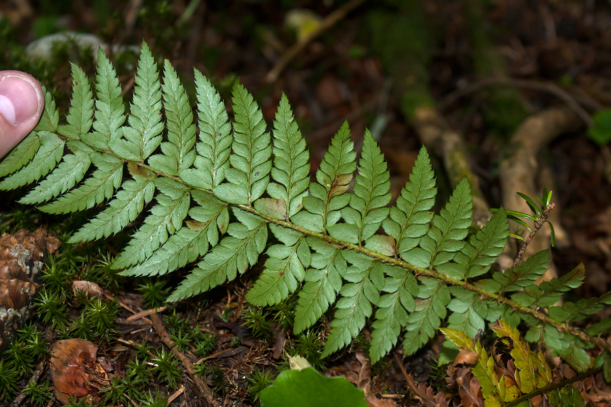 Image of Polystichum aculeatum specimen.