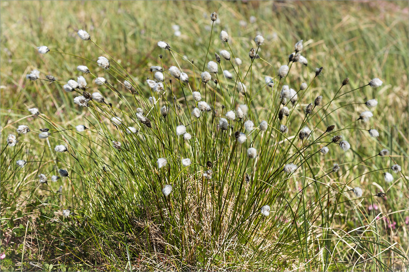 Image of Eriophorum vaginatum specimen.