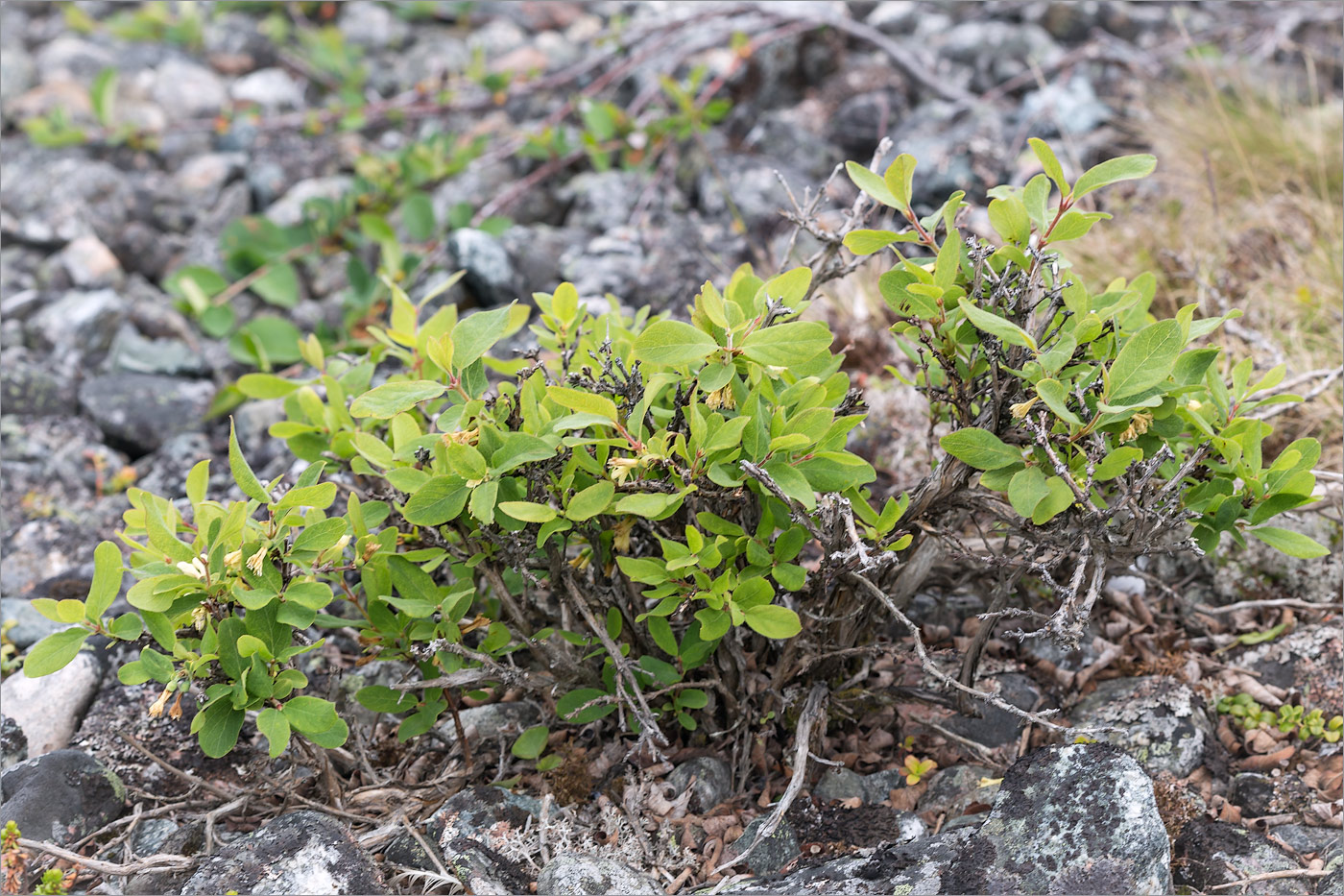 Image of Lonicera &times; subarctica specimen.