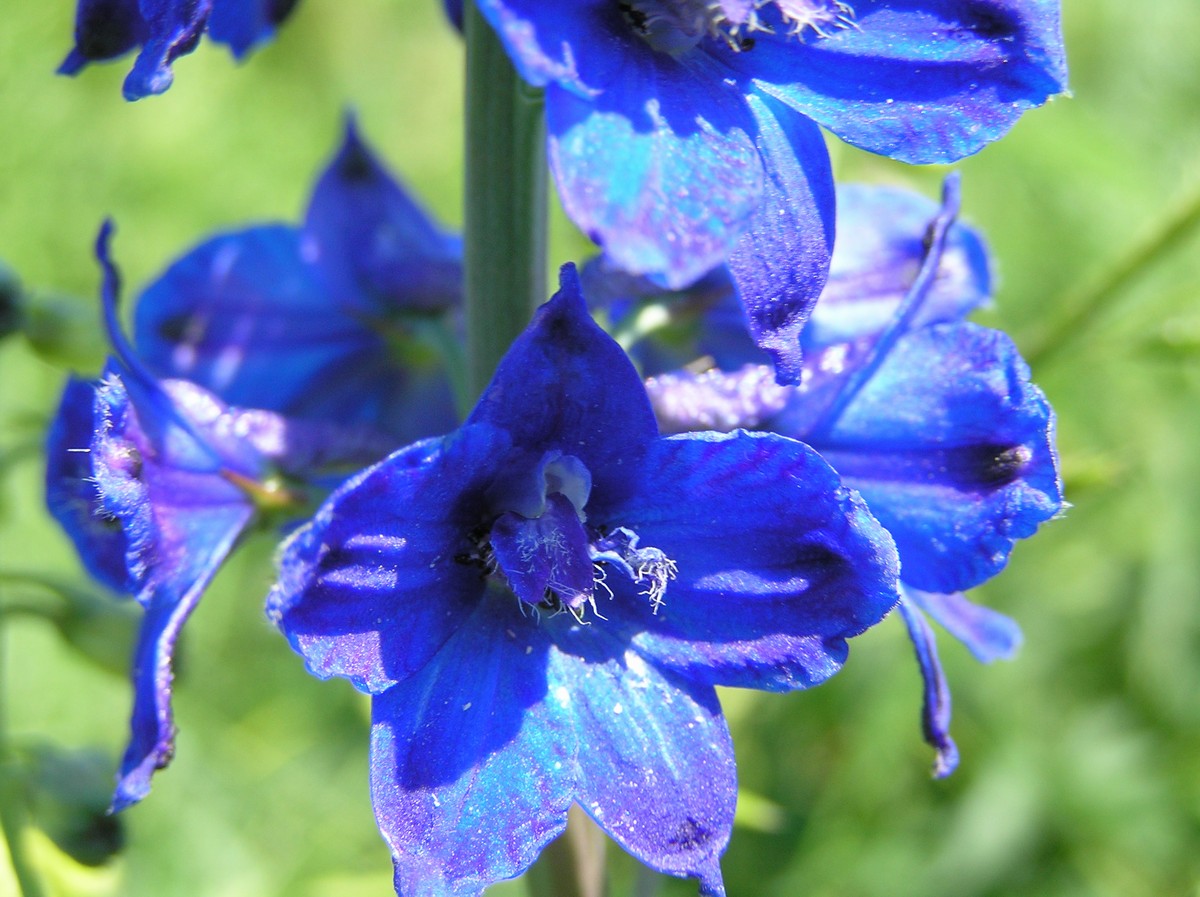 Image of Delphinium dictyocarpum specimen.