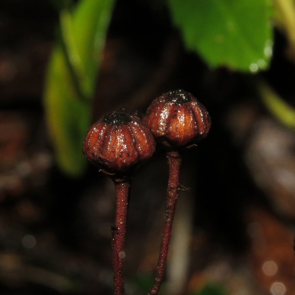 Изображение особи Chimaphila umbellata.