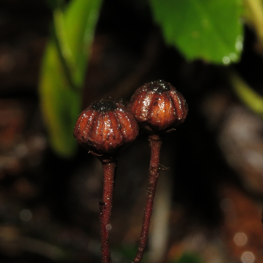 Image of Chimaphila umbellata specimen.