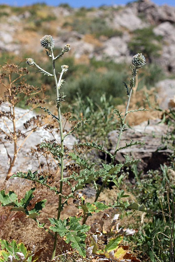 Image of Echinops talassicus specimen.