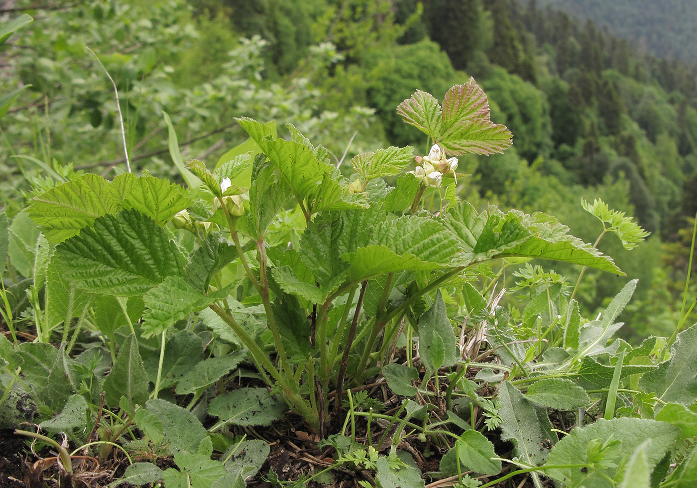 Изображение особи Rubus saxatilis.