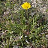 Crepis vesicaria ssp. taraxacifolia