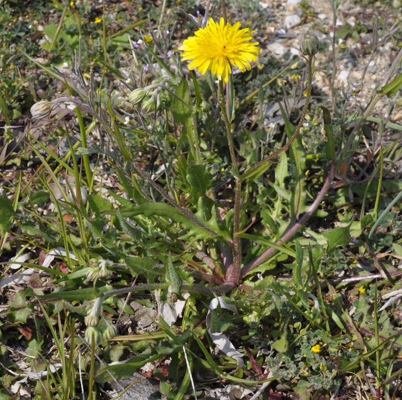 Изображение особи Crepis vesicaria ssp. taraxacifolia.